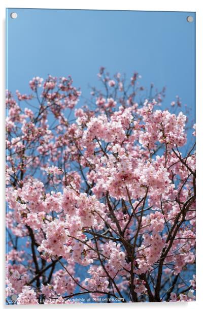 Cherry blossom in Tokyo, Japan Acrylic by J Lloyd