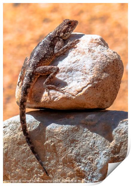 Southern Rock Agama Print by Adrian Turnbull-Kemp