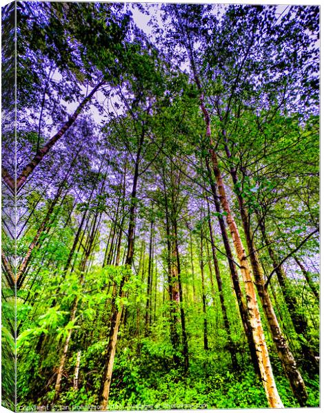 Treetops Canvas Print by Ian Donaldson