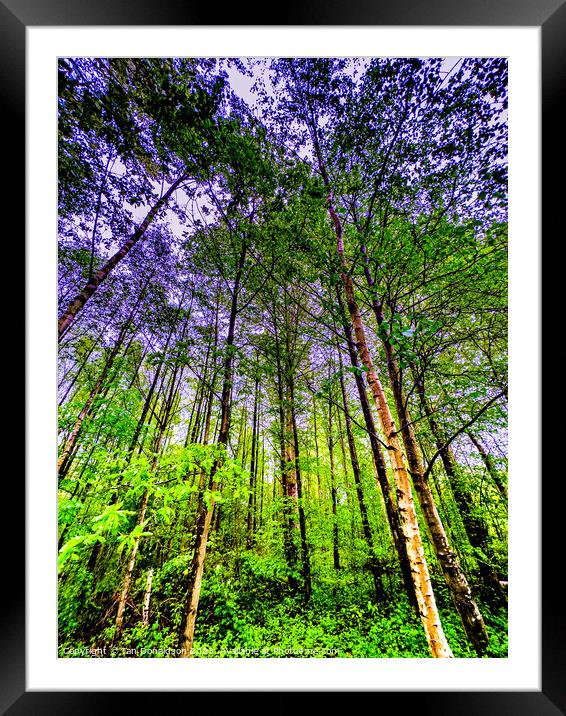 Treetops Framed Mounted Print by Ian Donaldson