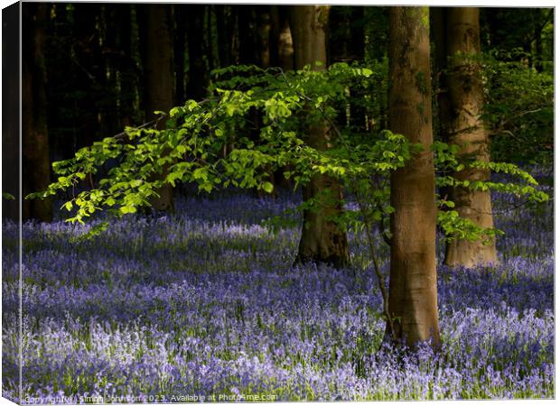 Sunlit leaves and bluebells  Canvas Print by Simon Johnson