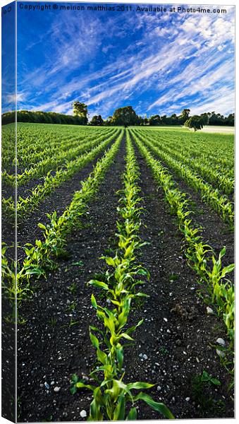 field of young corn Canvas Print by meirion matthias