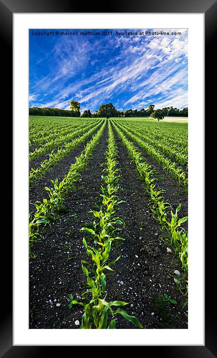 field of young corn Framed Mounted Print by meirion matthias