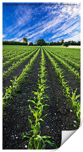 field of young corn Print by meirion matthias