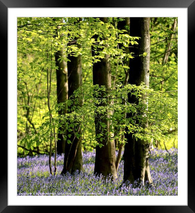 Spring Woodland  Framed Mounted Print by Simon Johnson