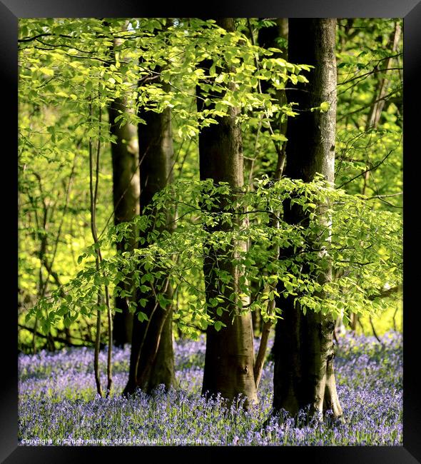 Spring Woodland  Framed Print by Simon Johnson