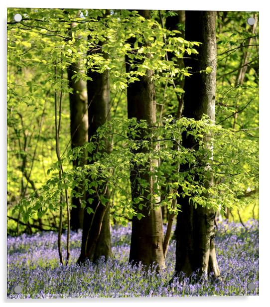 Spring Woodland  Acrylic by Simon Johnson