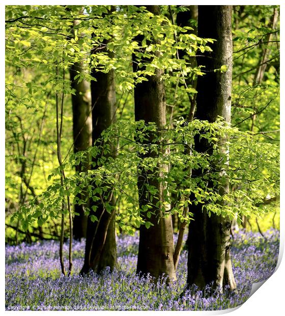 Spring Woodland  Print by Simon Johnson