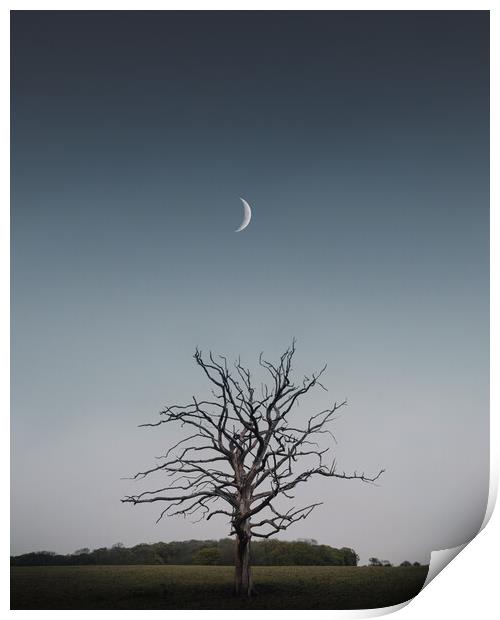 Crescent Moon and Tree Print by Mark Jones