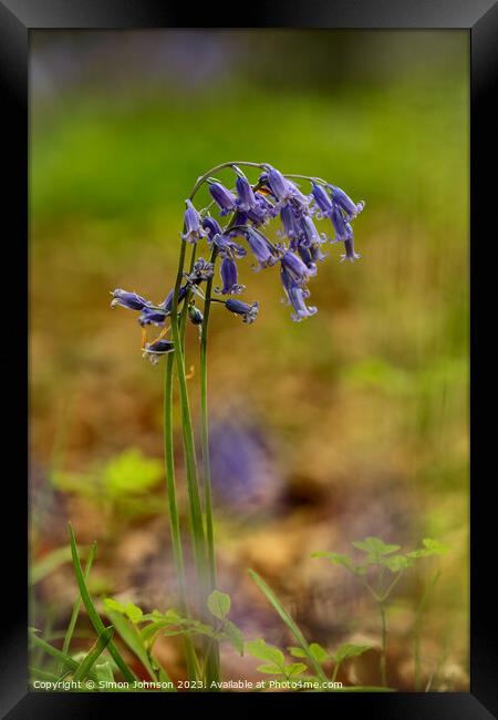 A close up of a bluebell flower  Framed Print by Simon Johnson