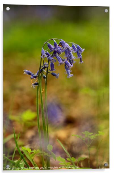 A close up of a bluebell flower  Acrylic by Simon Johnson