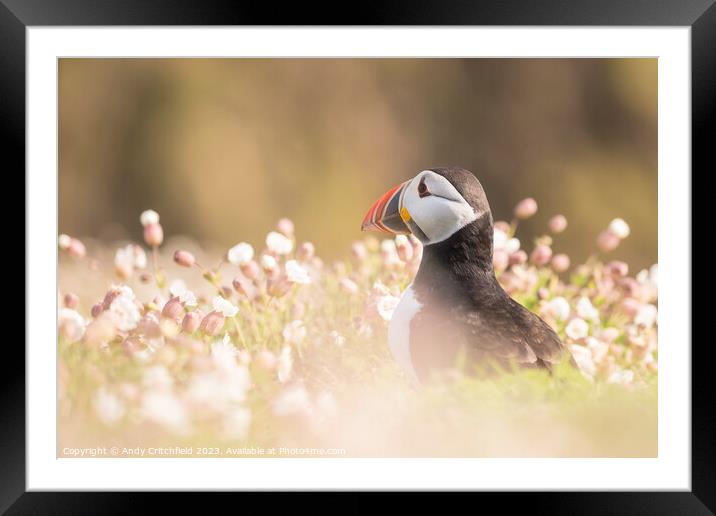 Puffin on Skomer Framed Mounted Print by Andy Critchfield