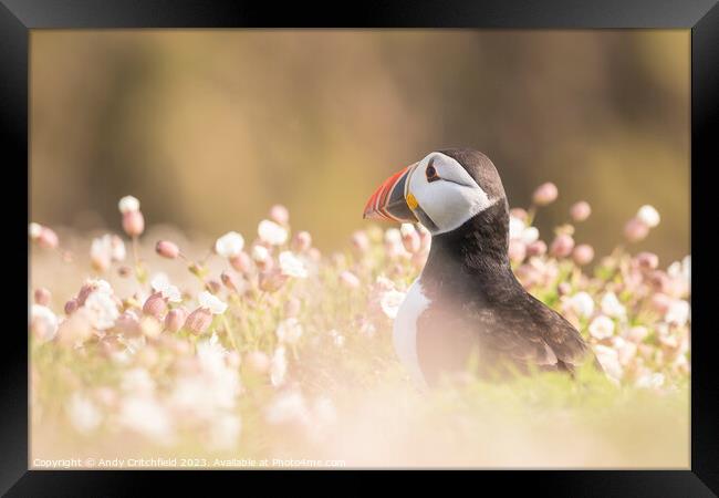 Puffin on Skomer Framed Print by Andy Critchfield