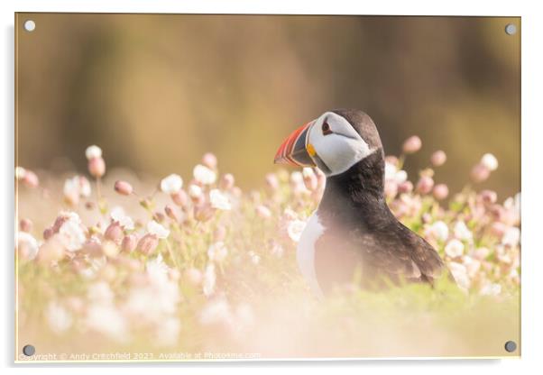 Puffin on Skomer Acrylic by Andy Critchfield