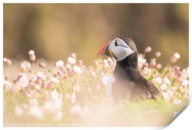 Puffin on Skomer Print by Andy Critchfield