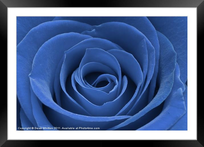 Blue Rose Framed Mounted Print by Derek Whitton