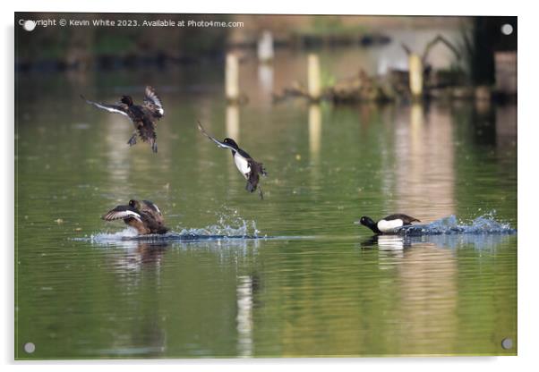 Group of tufted ducks flying around Acrylic by Kevin White