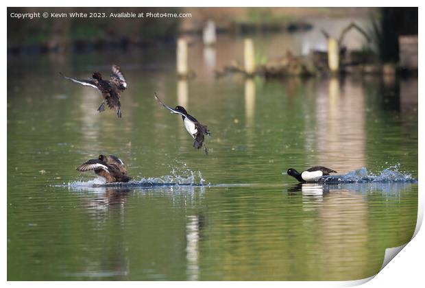 Group of tufted ducks flying around Print by Kevin White