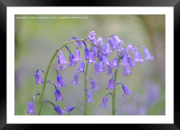 English Bluebells Framed Mounted Print by Alison Chambers