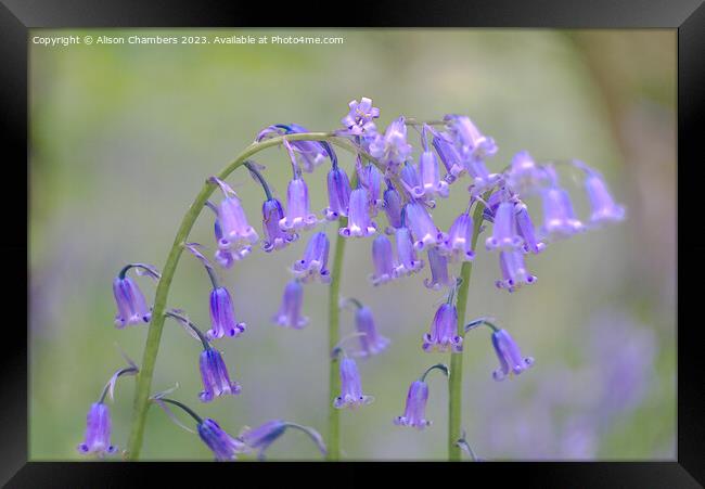 English Bluebells Framed Print by Alison Chambers