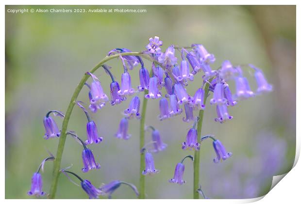 English Bluebells Print by Alison Chambers