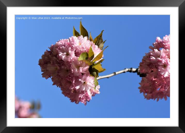 Sakura tree bloom  Framed Mounted Print by Stan Lihai