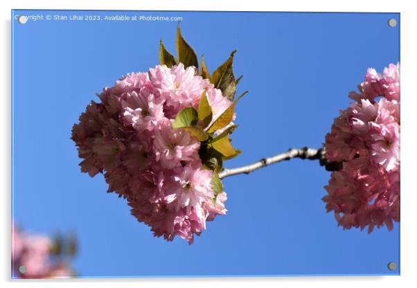 Sakura tree bloom  Acrylic by Stan Lihai