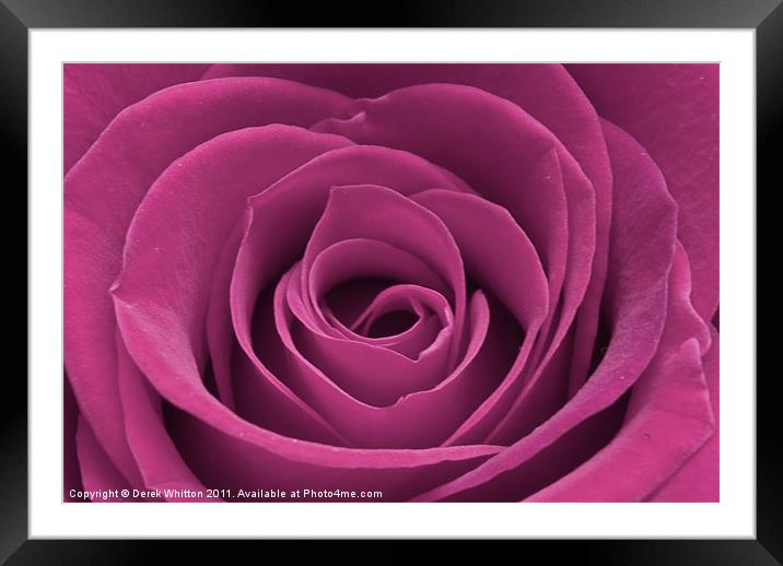Pink rose Framed Mounted Print by Derek Whitton