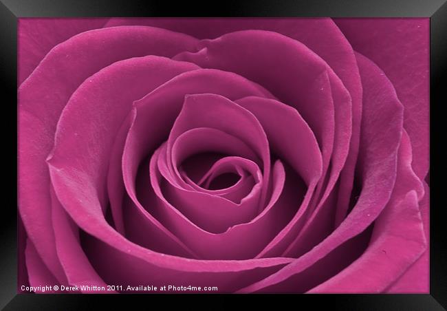 Pink rose Framed Print by Derek Whitton