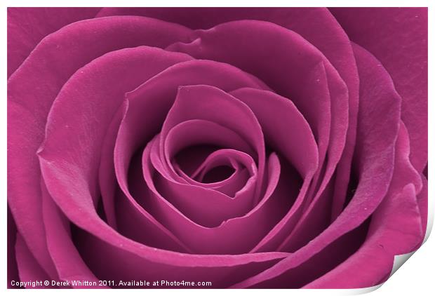 Pink rose Print by Derek Whitton