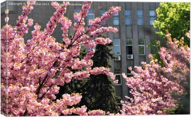 Sakura tree blossom Canvas Print by Stan Lihai