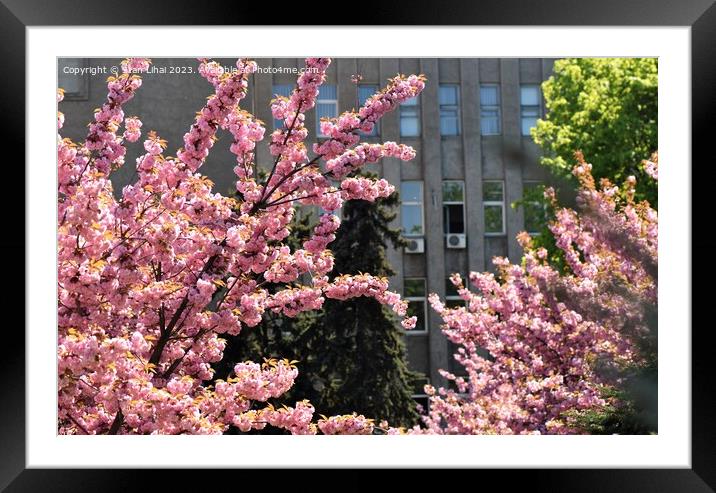 Sakura tree blossom Framed Mounted Print by Stan Lihai