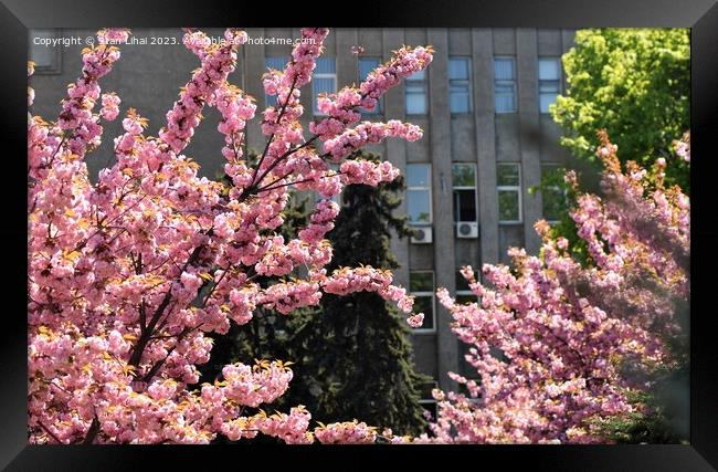 Sakura tree blossom Framed Print by Stan Lihai