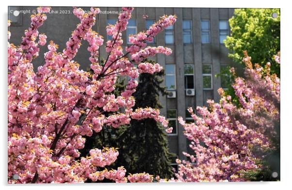 Sakura tree blossom Acrylic by Stan Lihai