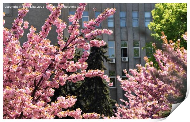 Sakura tree blossom Print by Stan Lihai