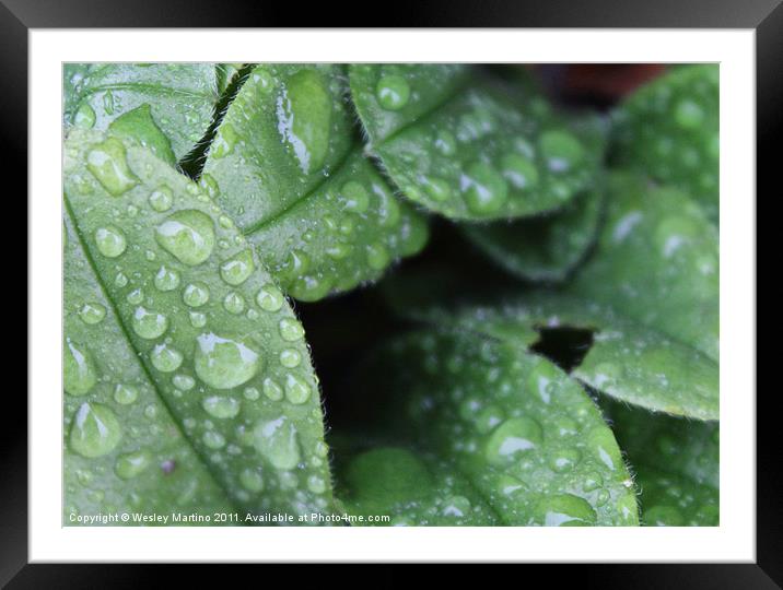 Morning dew Framed Mounted Print by Wesley Martino