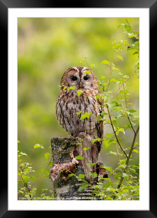 Tawny Owl Framed Mounted Print by Steve Grundy