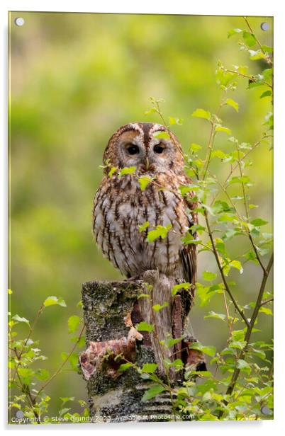 Tawny Owl Acrylic by Steve Grundy