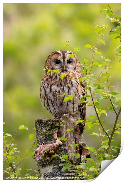 Tawny Owl Print by Steve Grundy