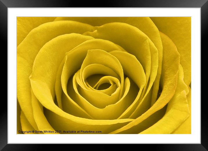 Yellow Rose Framed Mounted Print by Derek Whitton