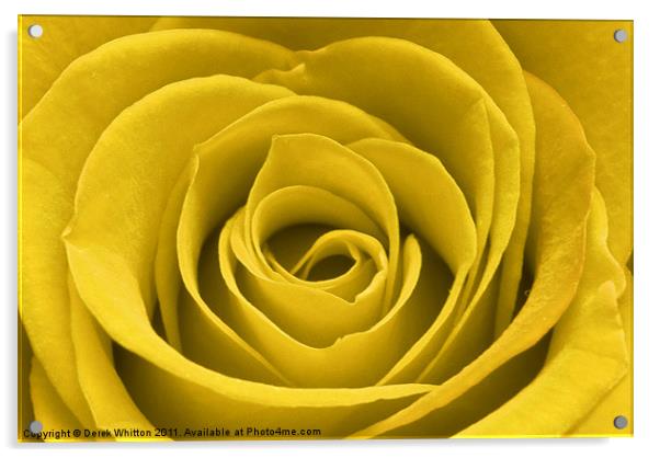 Yellow Rose Acrylic by Derek Whitton