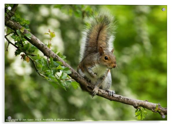 Adventurous Squirrel Acrylic by Jon Saiss