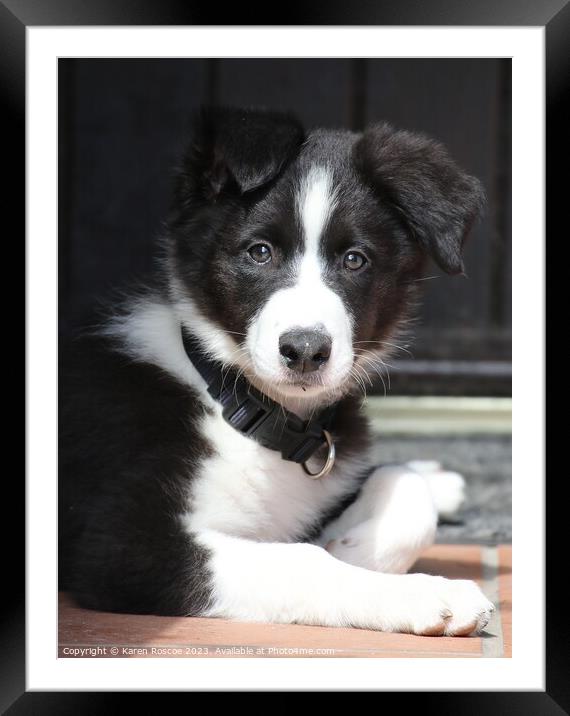Border Collie puppy Framed Mounted Print by Karen Roscoe