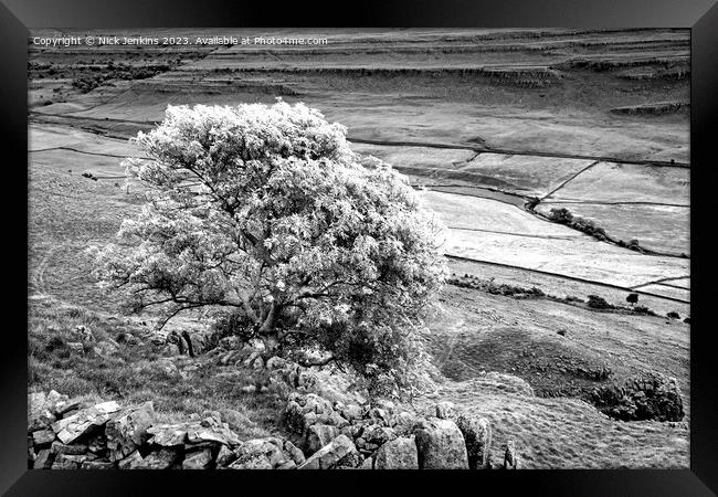 Twissleton Scar and Ash Tree Opposite Ingleborough Dales  Framed Print by Nick Jenkins