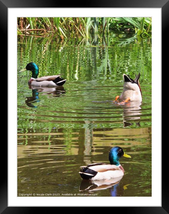 Mallard Ducks  Framed Mounted Print by Nicola Clark