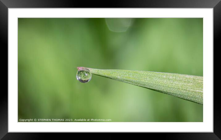 Drop On Blade Framed Mounted Print by STEPHEN THOMAS