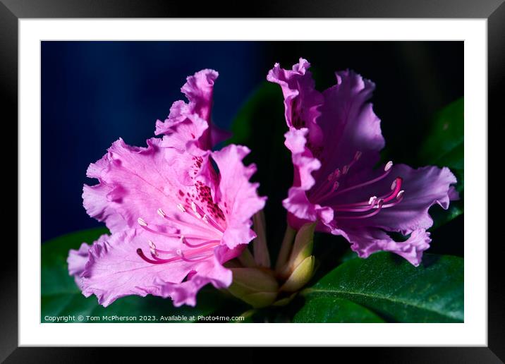 Schneekrone Rhododendron in Bloom Framed Mounted Print by Tom McPherson