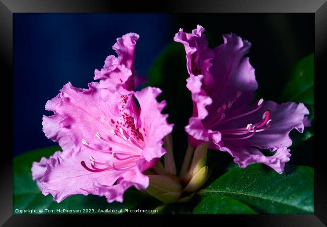 Schneekrone Rhododendron in Bloom Framed Print by Tom McPherson