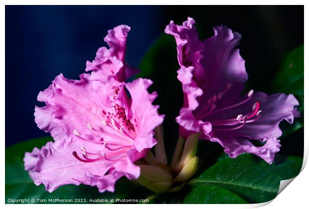 Schneekrone Rhododendron in Bloom Print by Tom McPherson