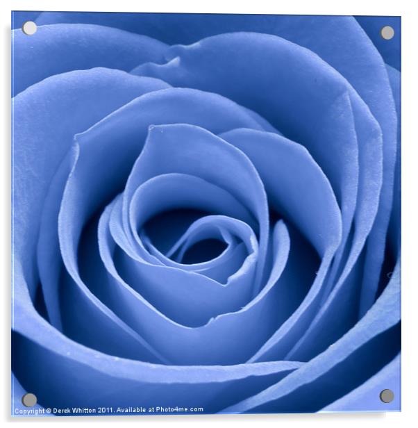 Blue Rose Acrylic by Derek Whitton